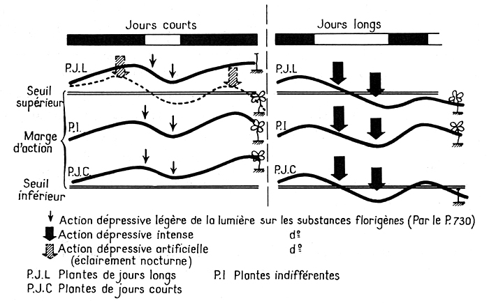 photoperiode